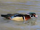 American Wood Duck (WWT Slimbridge April 2013) - pic by Nigel Key